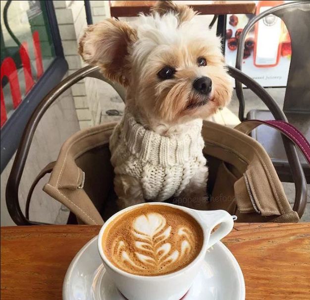Coffee is terrible for your pet