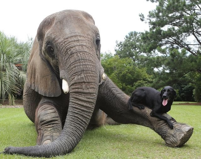 An elephant who adopted a puppy