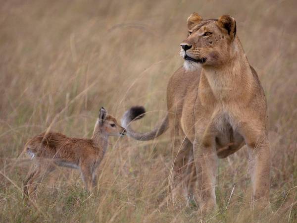 Lioness and antelope calf