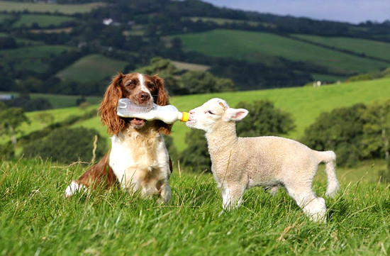 The spaniel and the sheep