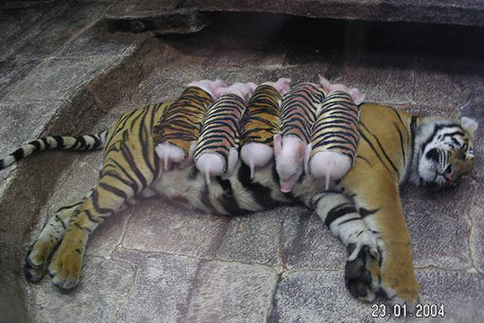 A tiger and her piglets