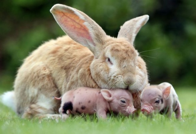 A rabbit that adopted piglets