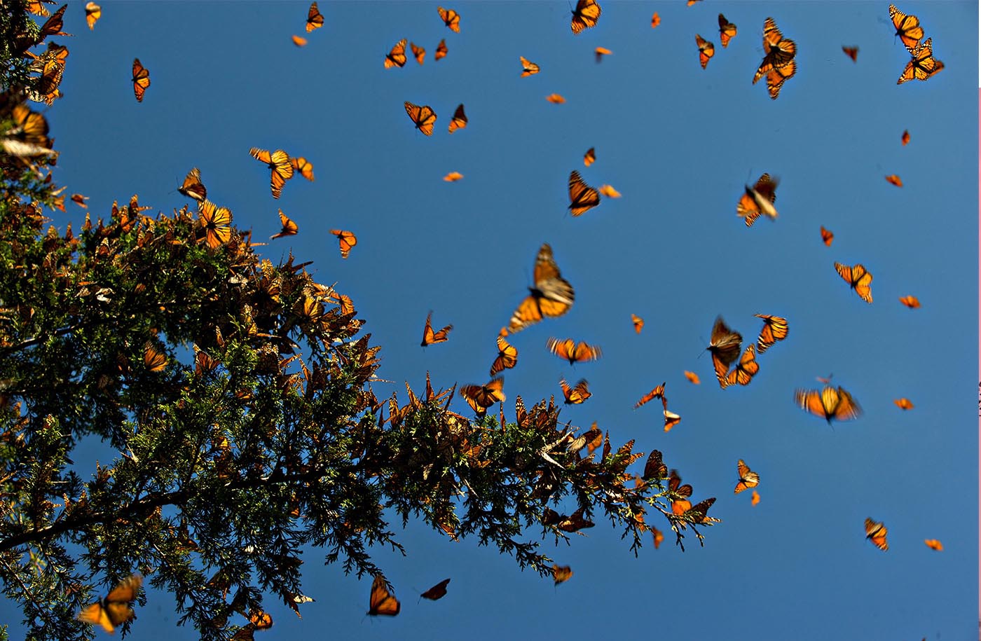 The monarch butterflies migration