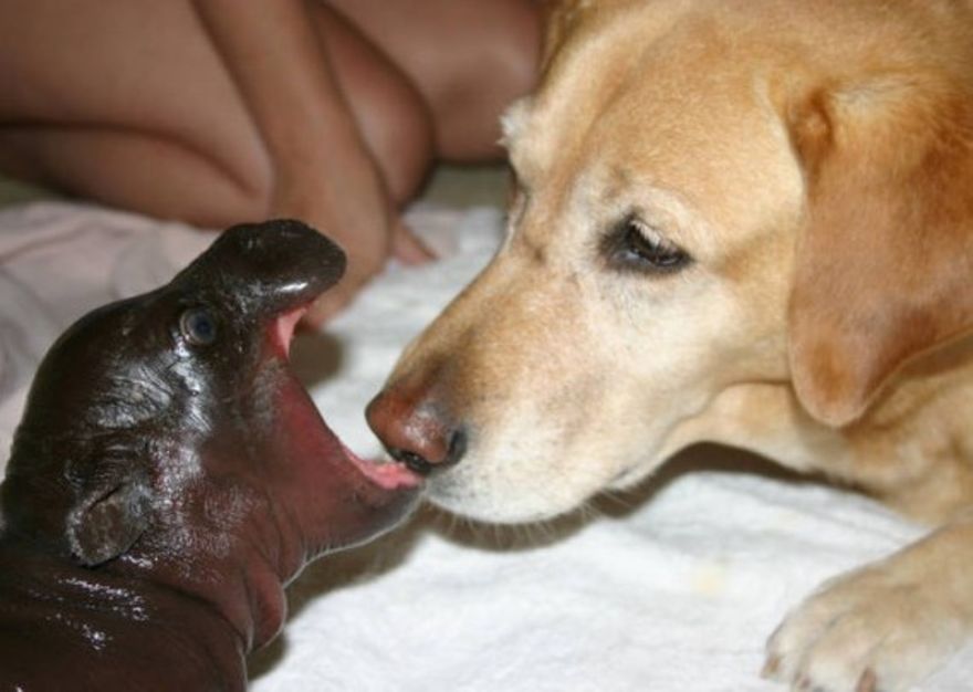Baby Hippo and Dog