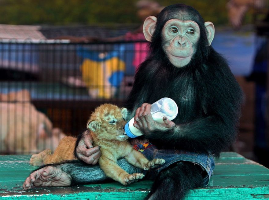 Chimp Adopts Tiger Cubs