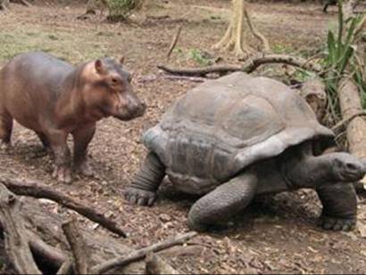 Tortoise and Hippo