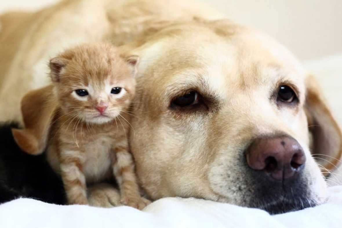 A dog and kitty