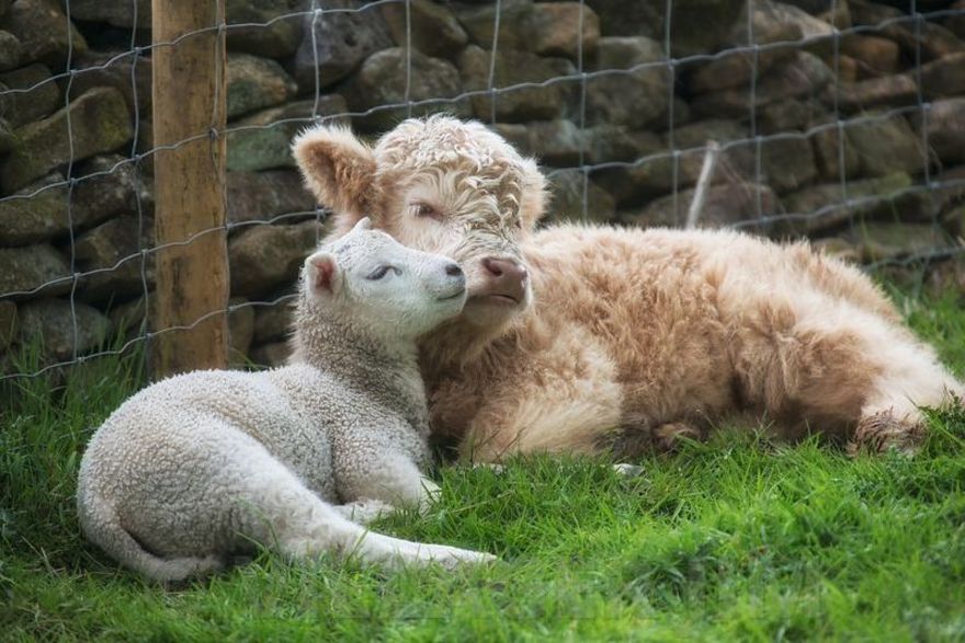 Calf and lamb