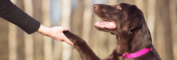 Ways to understand what your dog is trying to tell you