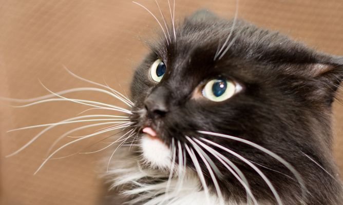 If you remove a cat's whiskers, it loses its balance