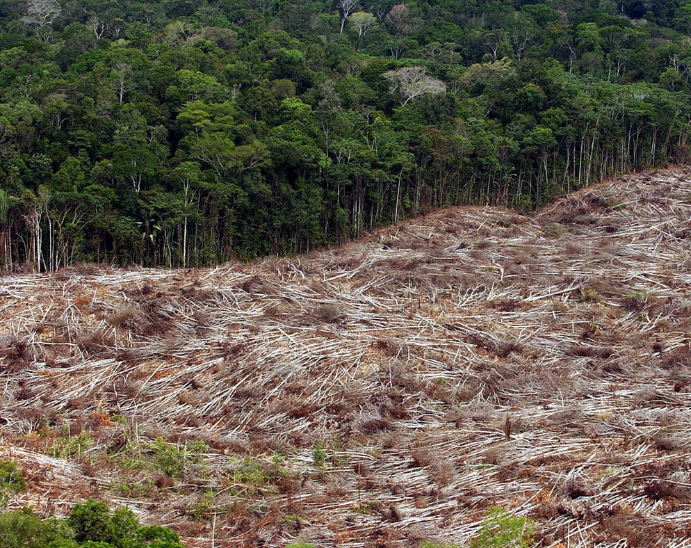 Deforestation in the world