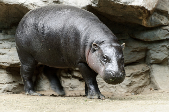 The pygmy hippopotamus