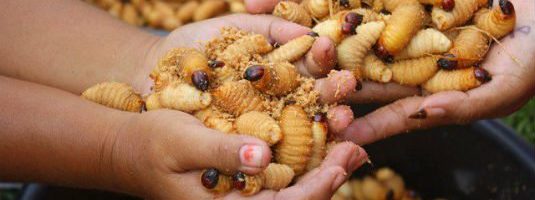 These are some of the most Bizarre Foods eaten Around the World