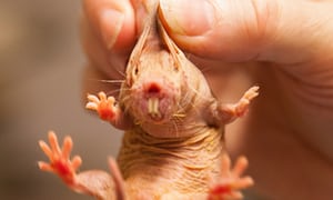 20. Look at this mole rat. It’s simply adorable.