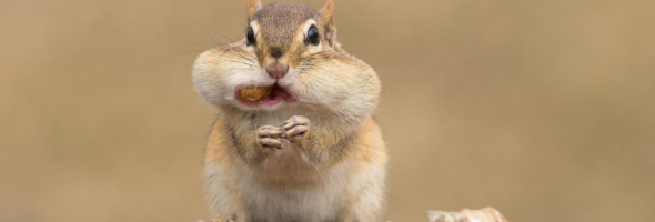 Hilarious Photos of Animals taken at the RIGHT moment