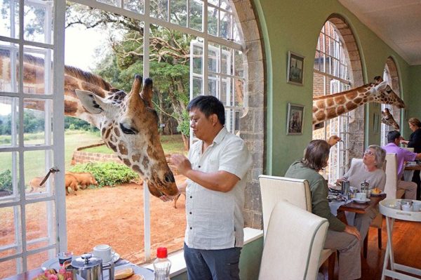 Giraffes all around! - Kenya