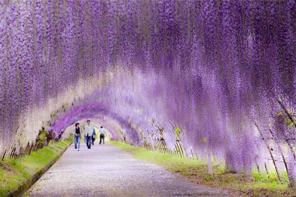 It’s raining violet flowers - Japan