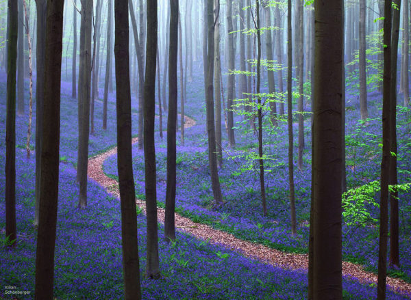 Enchanted Forest - Belgium