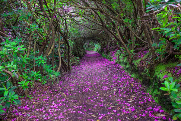 Flowery Path - Ireland
