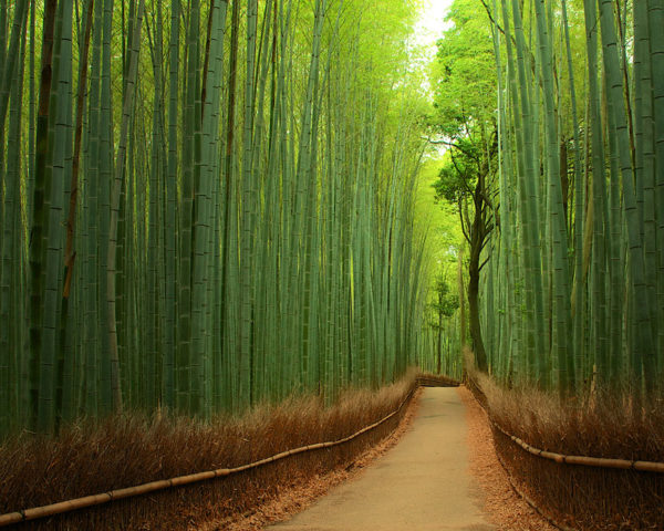 Bamboo brilliance - Japan