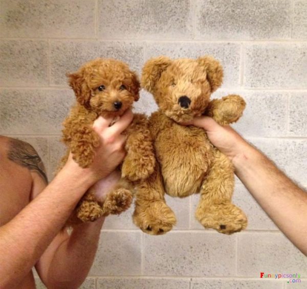 Little dog or teddy bear?