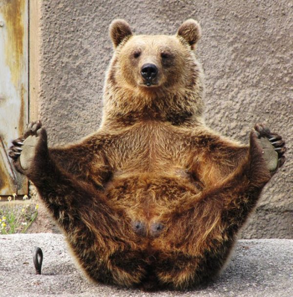17. Stretch as if nobody’s watching bear!