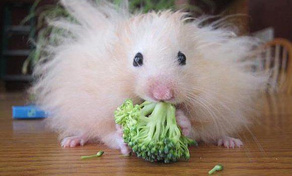 11. Broccoli mouse.