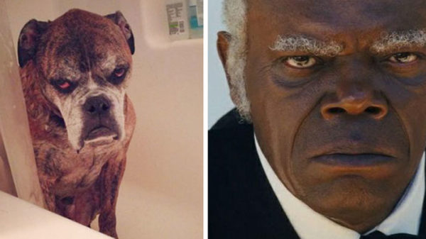 Samuel L. Jackson vs Boxer old dog.