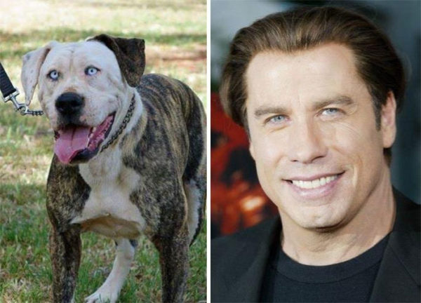 John Travolta vs blue eye dog.