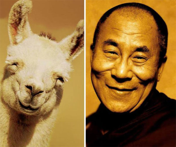 Dalai Lama vs llama.