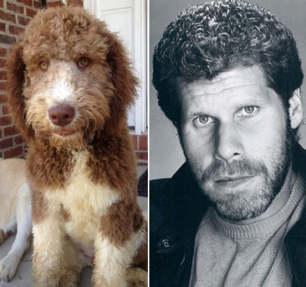 Ron perlman vs curly hair dog.
