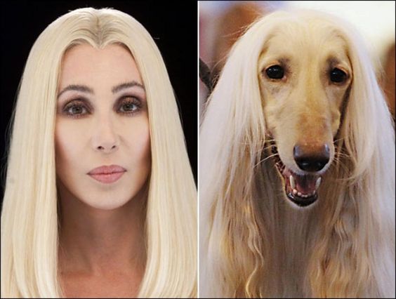 Cher vs Afghan Hound