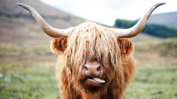 18. Highland cow’s bad hair.