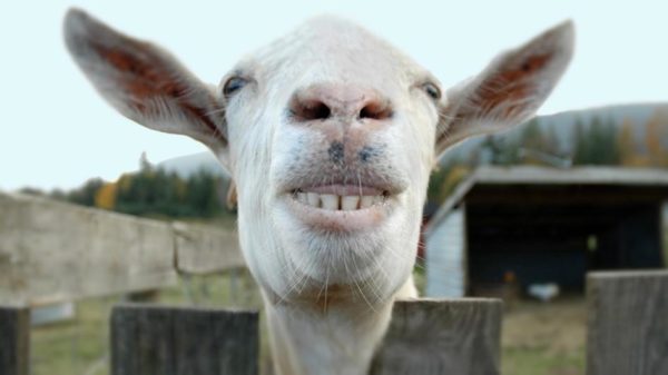 1. This goat's got a seriously goofy grin!