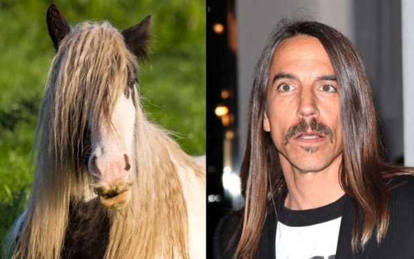 Anthony Kiedis vs hipster horse