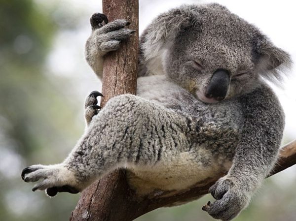 12. Koala's pole dance.