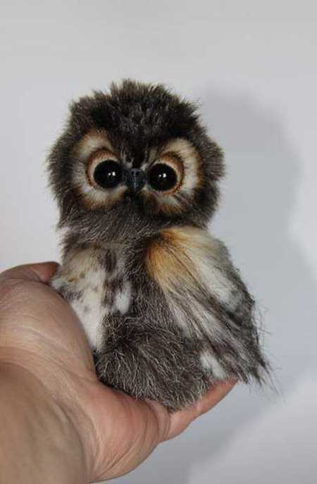 15. Cross eyed owl.
