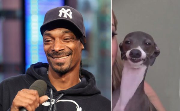 Snoop Dog vs real dog