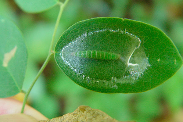 Male caterpillar