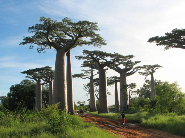 The Avenue of the Baobabs in Madagascar