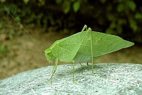 Shrub cricket or Tettigoniidae