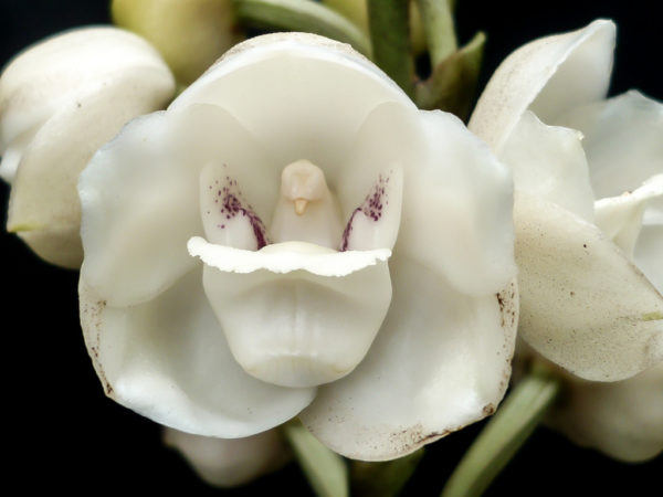 Holy ghost orchid