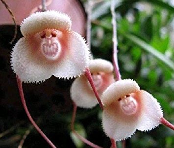 Monkey face Orchid