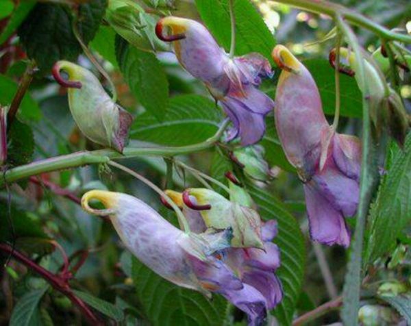 Parrot flowers