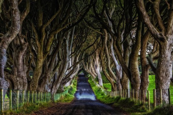 The road of Dark Hedges in Ireland