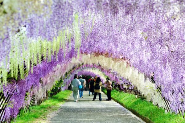 The Wisteria tunnel in Japan
