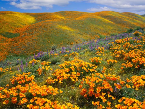 Antelope Valley, California