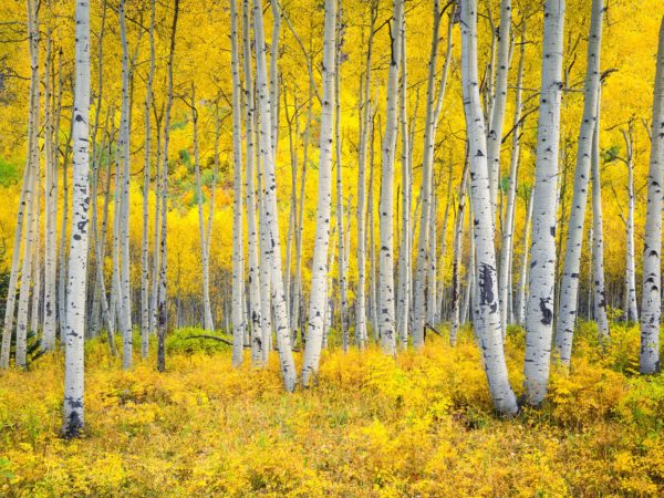 Aspen trees during autumn, Rocky Mountains, Colorado