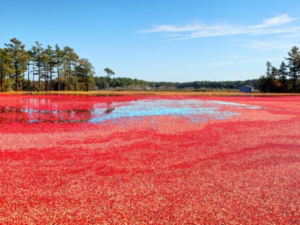 Cranberry bogs of the South Shore, Massachusetts