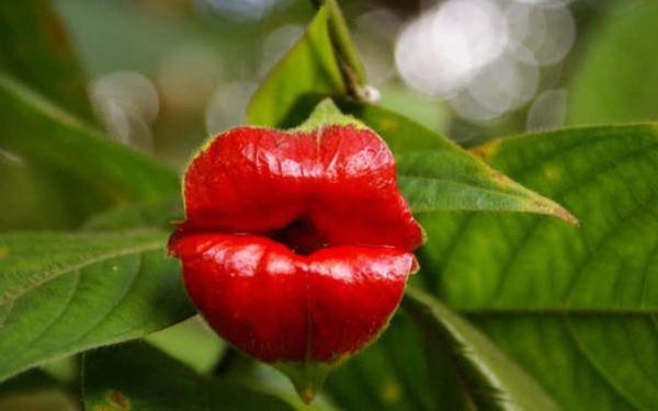 Red lip plant